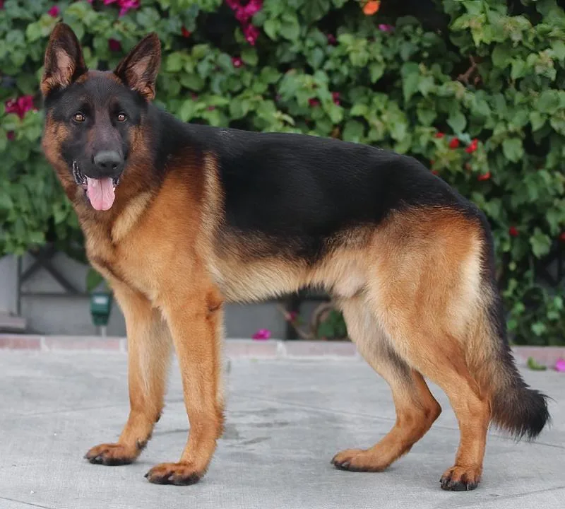 Granger Von Greis thumbnail 4