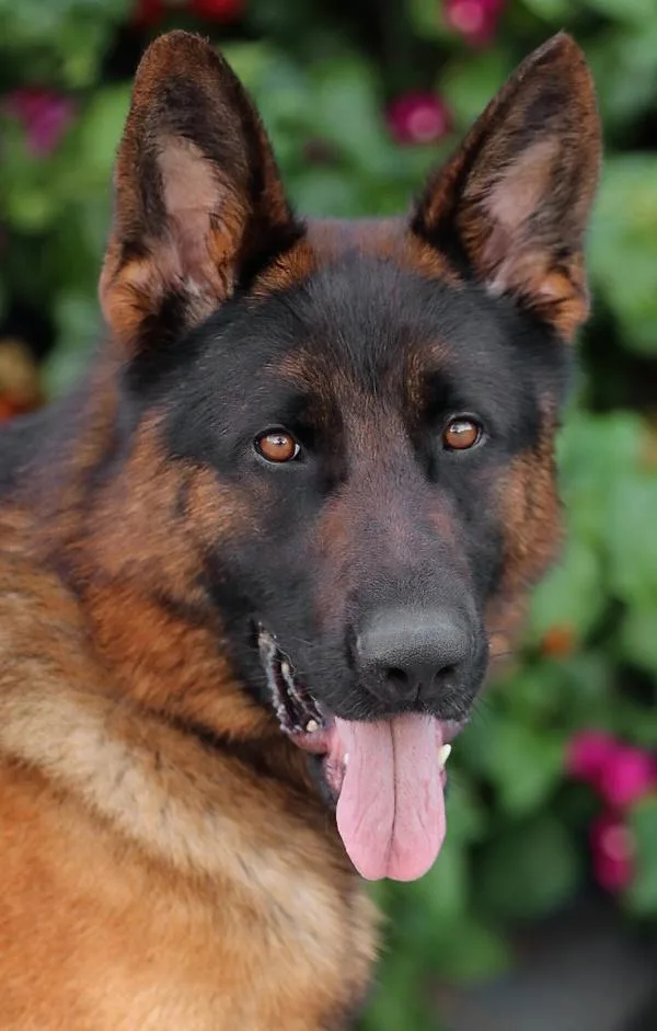 Granger Von Greis thumbnail 5