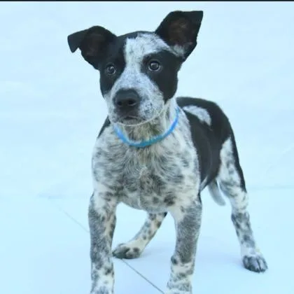 A baby medium-sized male Mixed Breed dog named Ennis for adoption in West Chester, PA