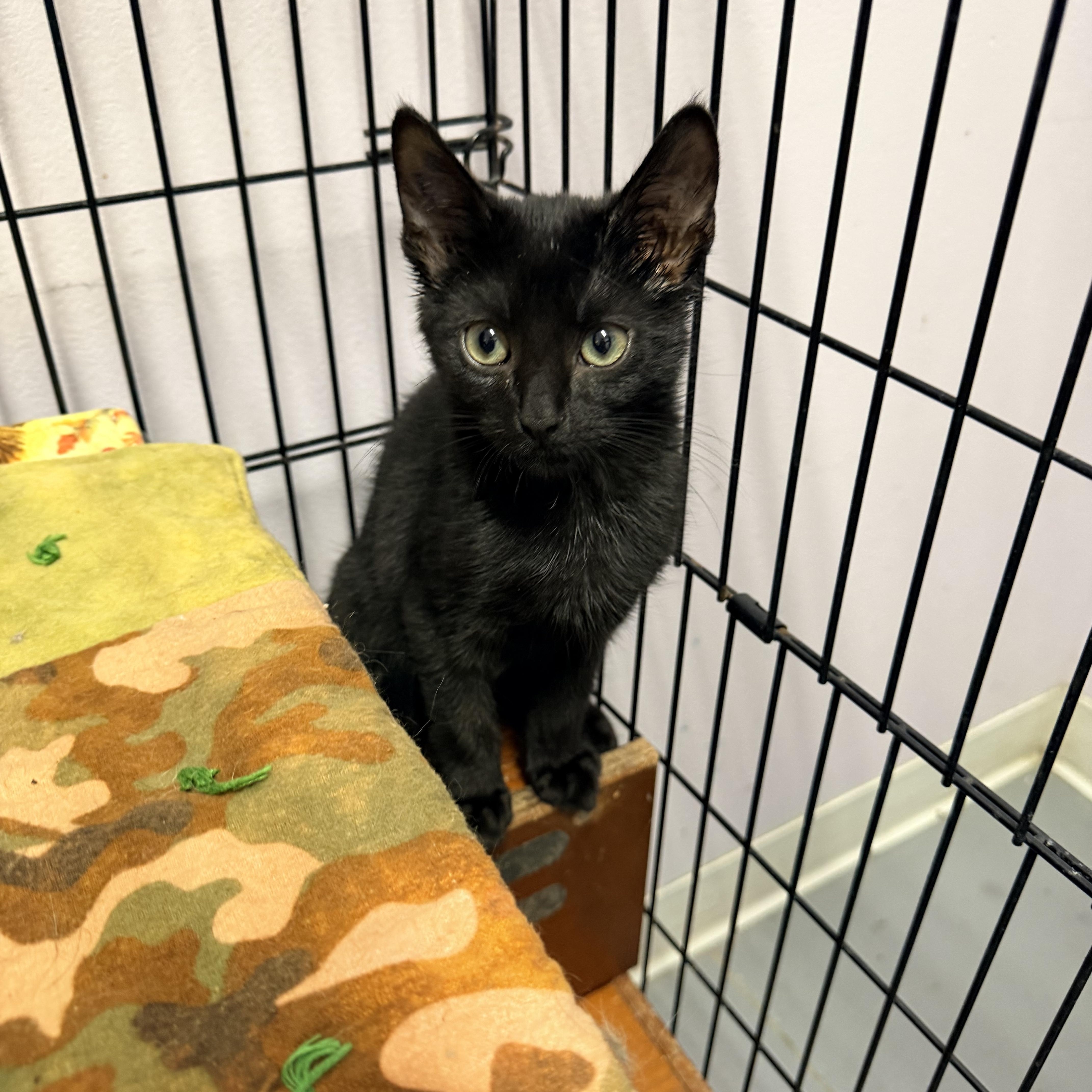 A baby medium-sized male Black Domestic Short Hair cat named Billy for adoption in Logan, OH
