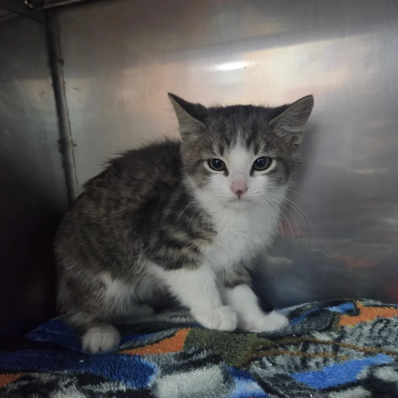 A baby small-sized male Gray & White Domestic Short Hair cat named Ash Williams for adoption in Brookings, SD