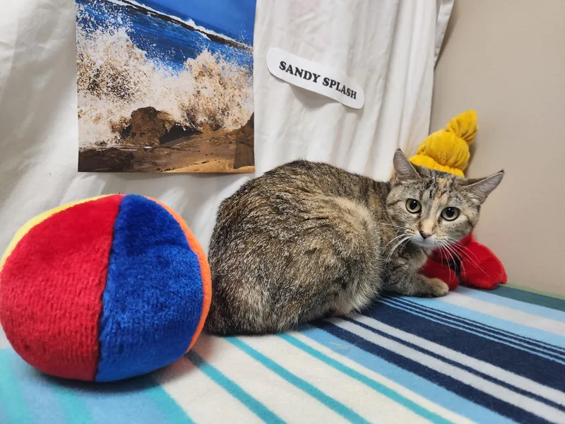 A baby medium-sized female Tabby (Gray / Blue / Silver) Domestic Short Hair cat named Sandy Splash for adoption in Hawk Point, MO
