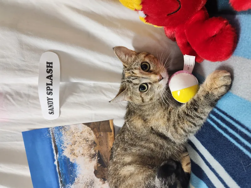 Sandy Splash thumbnail 3