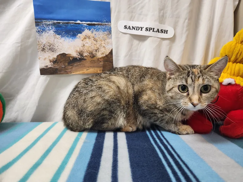 Sandy Splash thumbnail 4