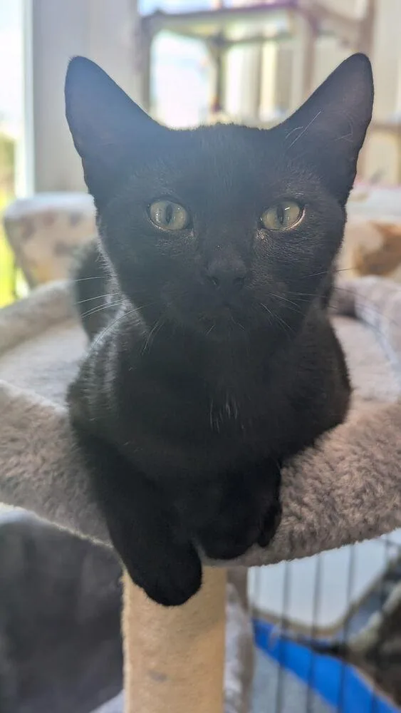 A baby small-sized female Black Domestic Short Hair cat named Harley for adoption in Sparta, WI