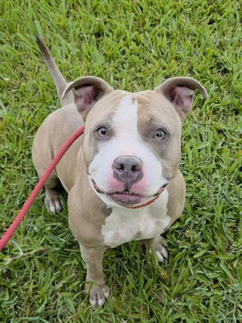 An adult medium-sized female American Staffordshire Terrier dog named Ladybug for adoption in Fort Lauderdale, FL