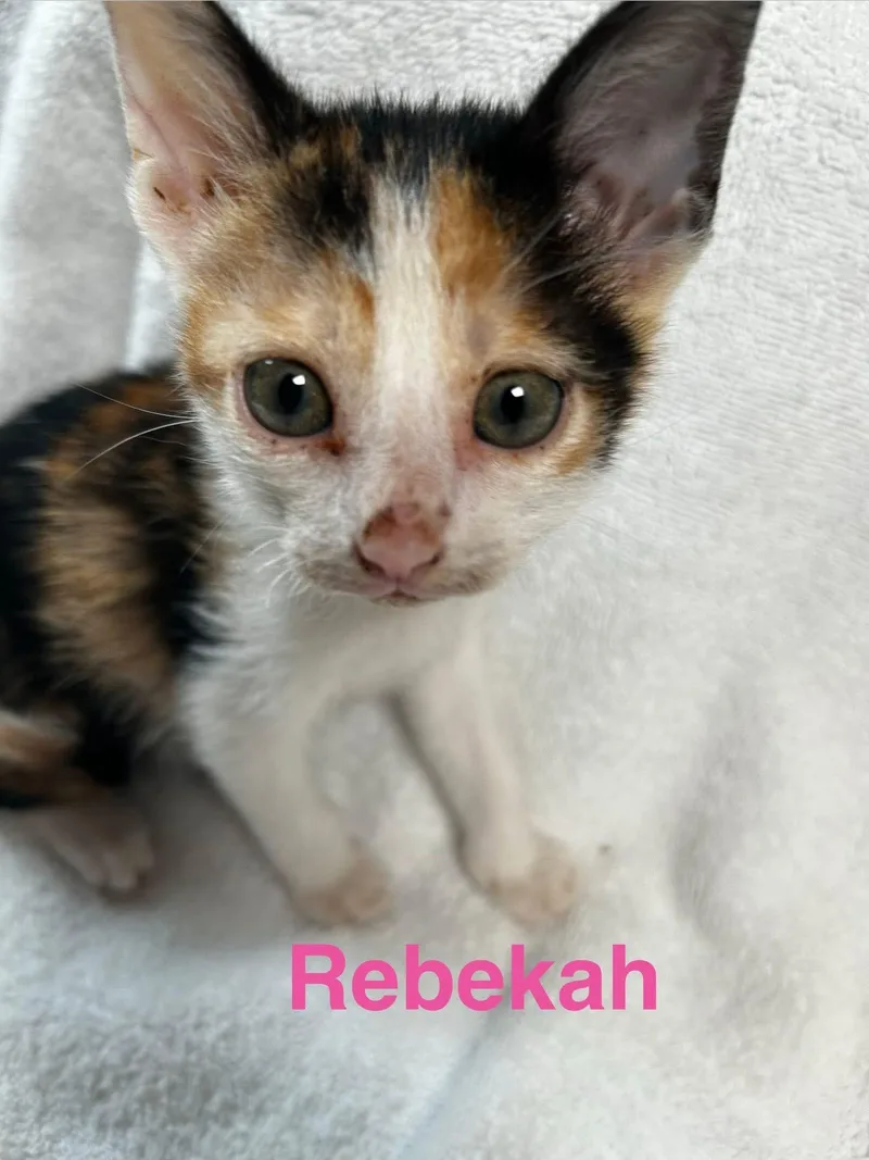 Rebekah