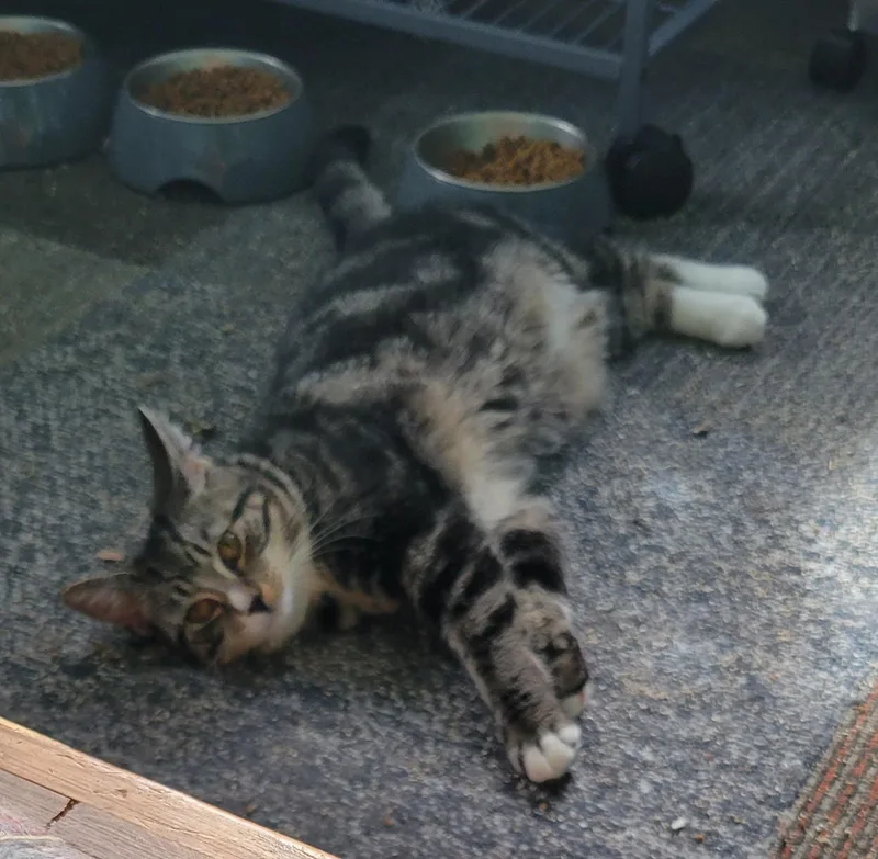 A baby medium-sized female Tabby (Brown / Chocolate) Domestic Short Hair cat named Thyme for adoption in Green Brook, NJ