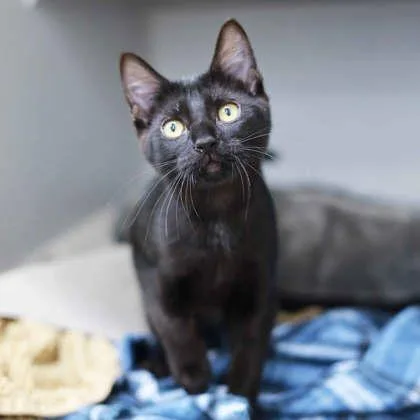 A baby small-sized male Black Domestic Short Hair cat named Gus for adoption in Atlanta, GA