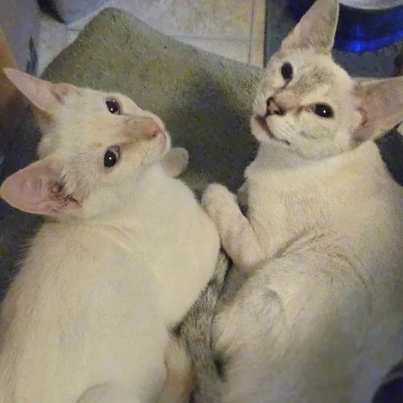 A baby small-sized male Siamese cat named Candlelight for adoption in Richmond, VA