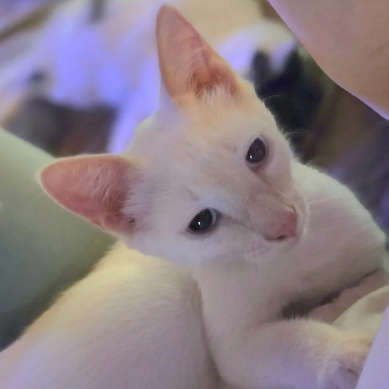Candlelight thumbnail 4