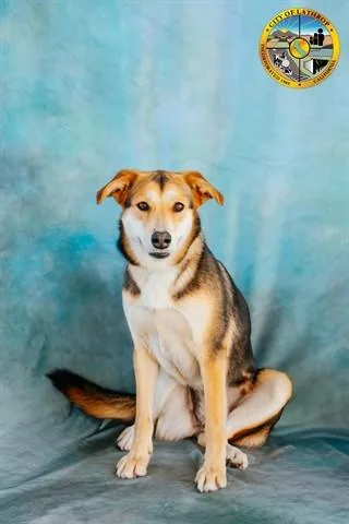 A young medium-sized female German Shepherd Dog dog named Mia for adoption in Lathrop, CA