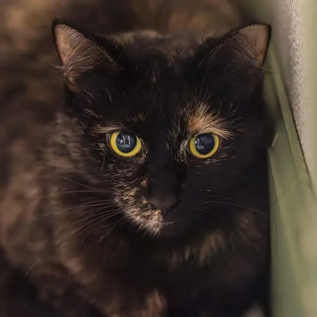 An adult small-sized female Tortoiseshell Domestic Medium Hair cat named Snuggle Bug for adoption in Decatur, GA