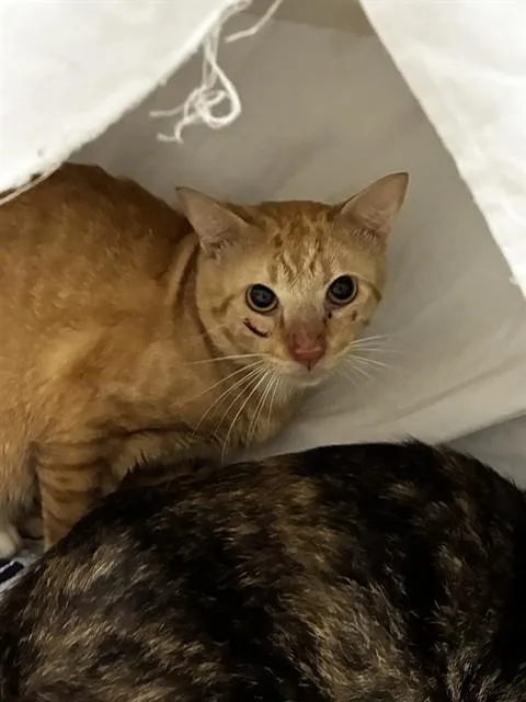 A young medium-sized male Domestic Short Hair cat named Taurus for adoption in Fort Lauderdale, FL