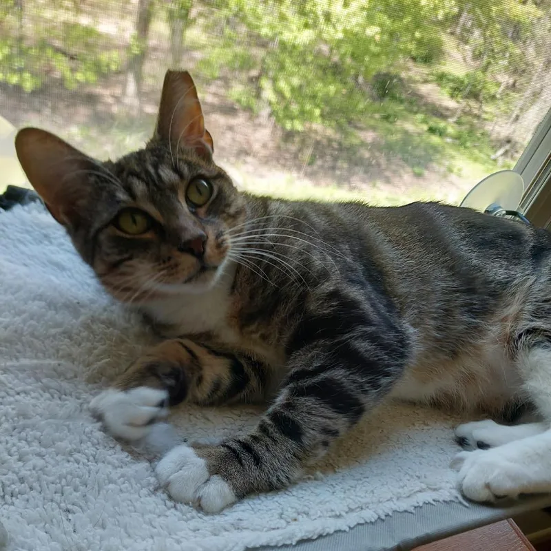 A young small-sized female Brown / Chocolate Domestic Short Hair cat named Tabitha Chip for adoption in Westport, CT