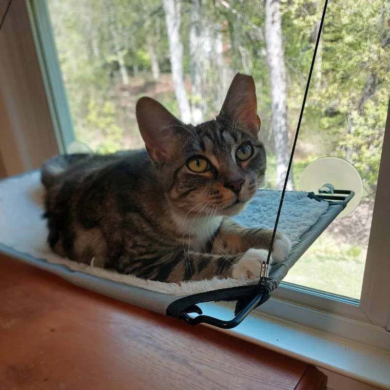 Tabitha Chip thumbnail 2