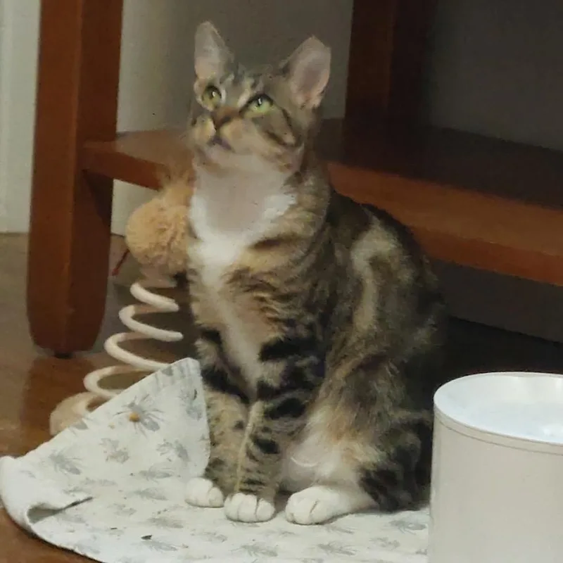 Tabitha Chip thumbnail 3
