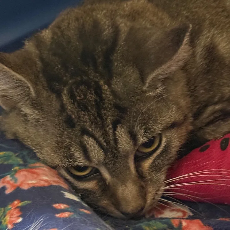 Tabitha Chip thumbnail 4