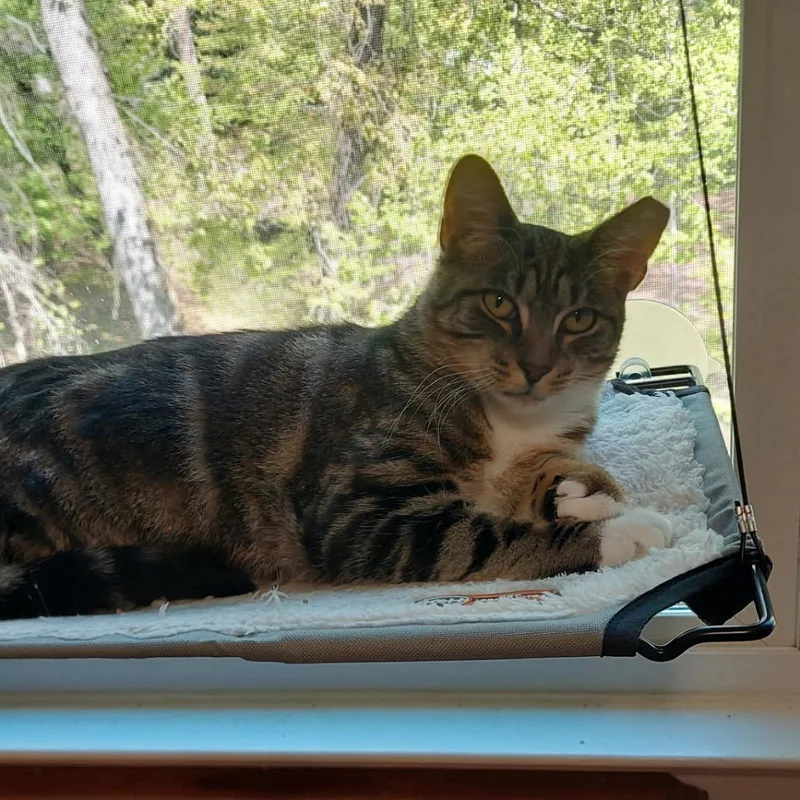 Tabitha Chip thumbnail 5