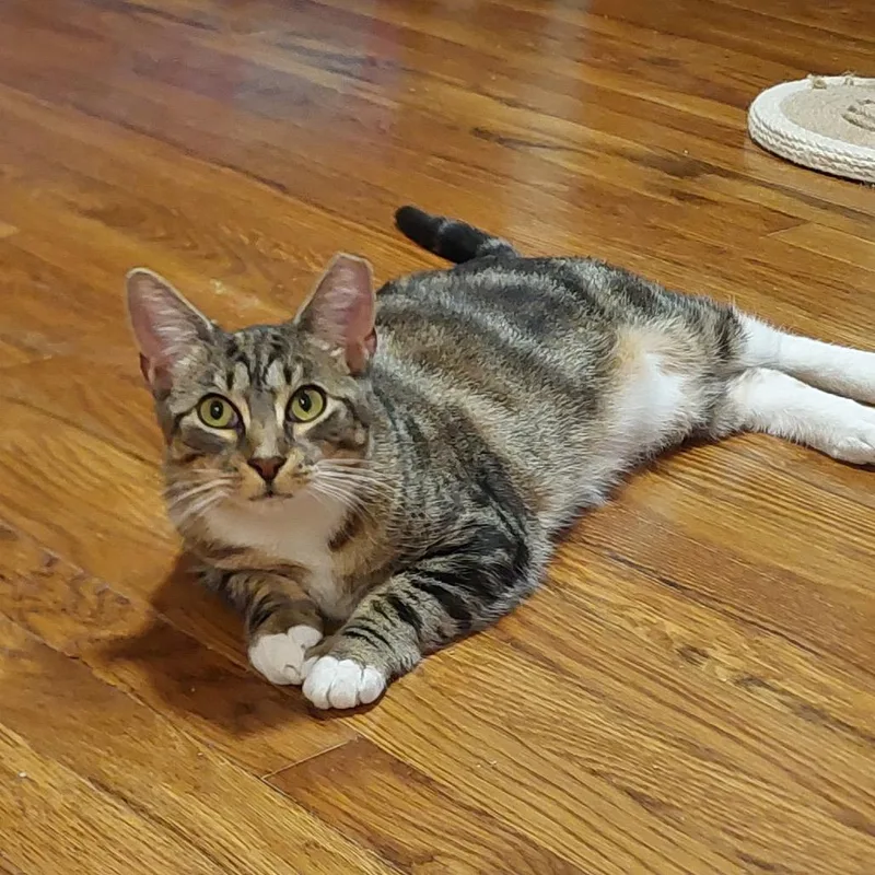 Tabitha Chip thumbnail 6