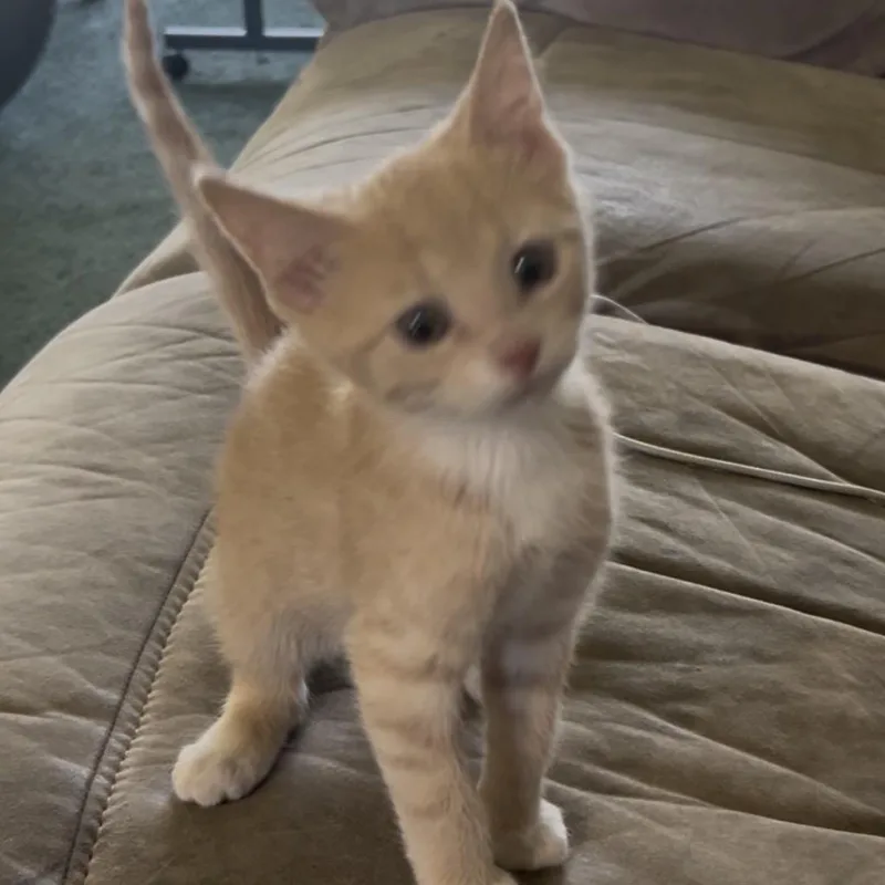 A baby small-sized male Orange / Red American Shorthair cat named Andy for adoption in Wadena, MN