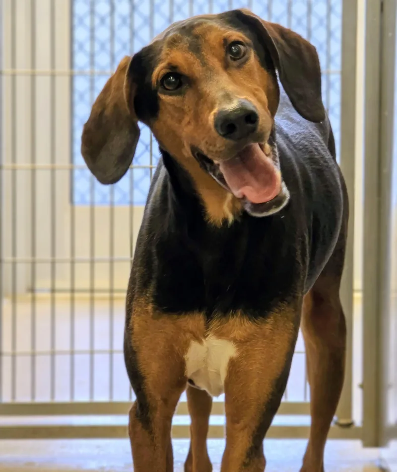 An adult large-sized male Black Hound dog named Bowser for adoption in Amityville, NY