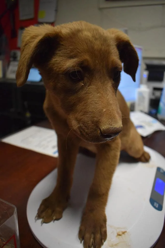 A baby large-sized female Labrador Retriever dog named Onyx P for adoption in Pahrump, NV