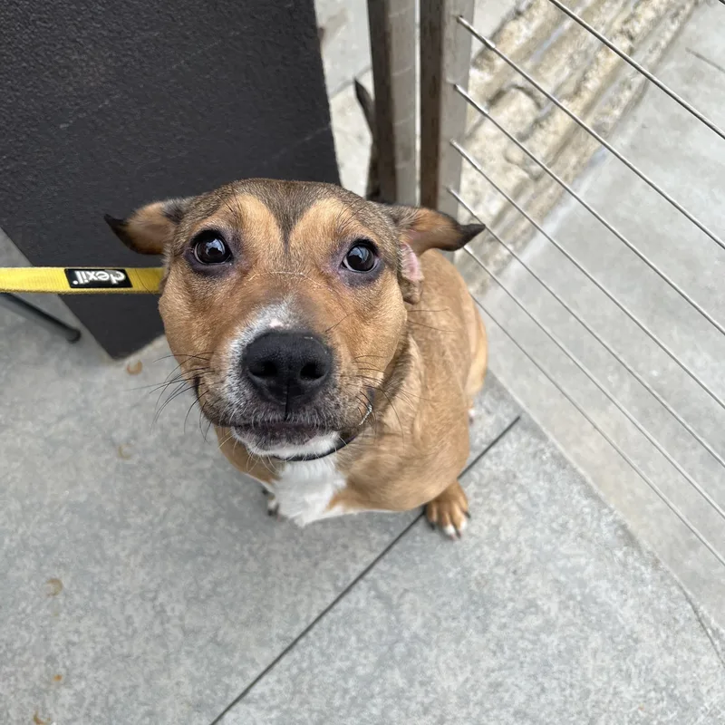 An adult medium-sized female Bicolor Beagle dog named Xena for adoption in Akron, OH