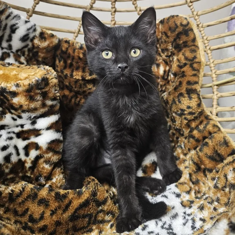 A baby small-sized female Black Domestic Short Hair cat named Snap for adoption in Monroe, MI