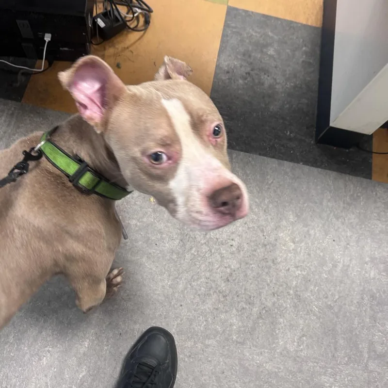 An adult medium-sized male Yellow / Tan / Blond / Fawn Mixed Breed dog named Donalley for adoption in Philadelphia, PA
