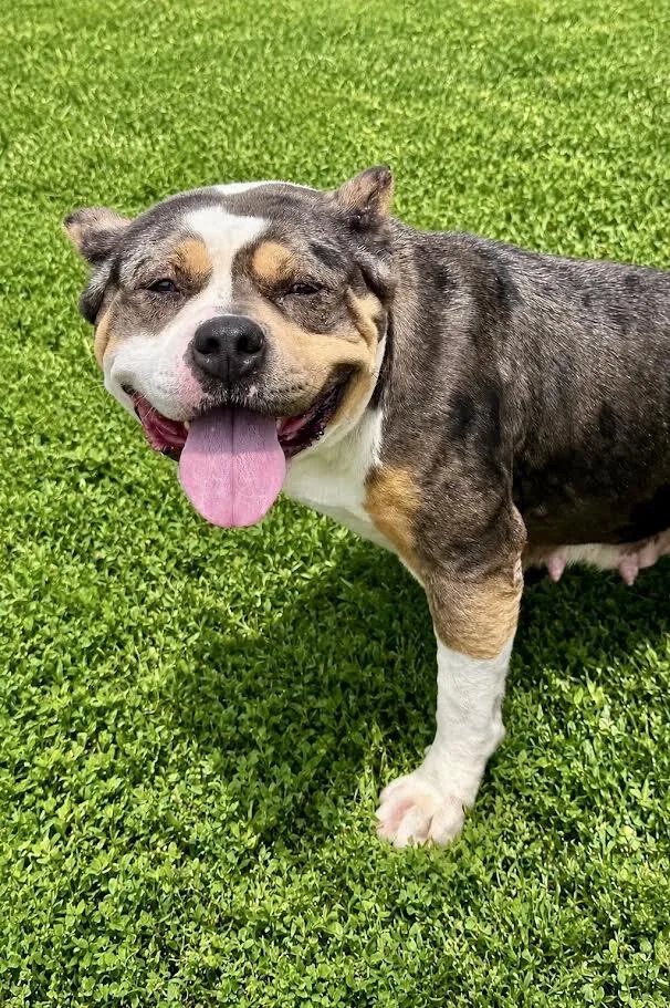An adult medium-sized female Merle (Blue) Pit Bull Terrier dog named Meg for adoption in Maryville, TN