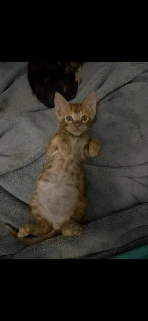 A baby small-sized male Orange / Red Tabby cat named Woody for adoption in Paulina, LA