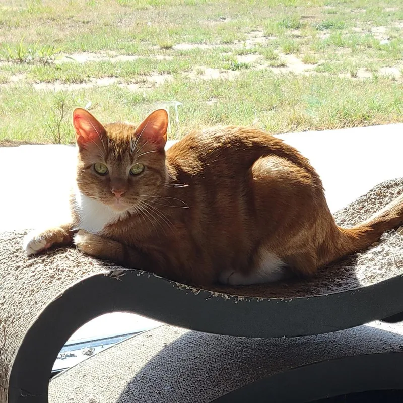 An adult medium-sized male Orange / Red Domestic Short Hair cat named Michi for adoption in Leander, TX