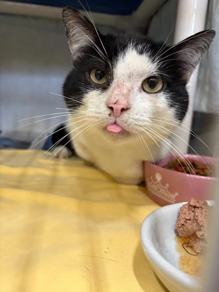 An adult medium-sized male American Shorthair cat named Nelson for adoption in Culpeper, VA