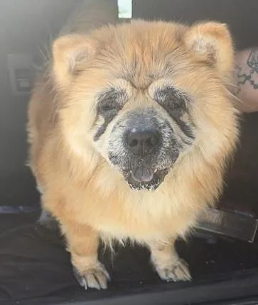 An adult medium-sized female Chow Chow dog named Lucy for adoption in San Antonio, TX