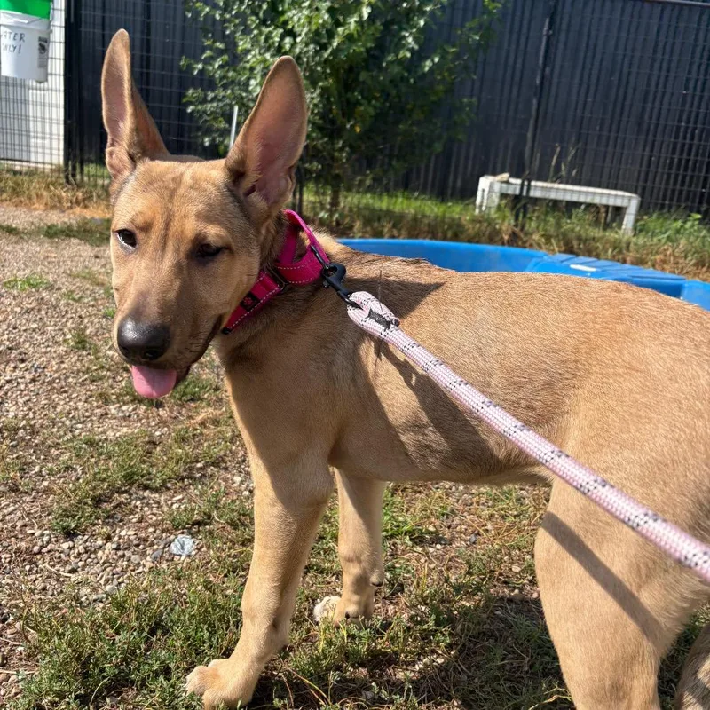 A baby small-sized female Yellow / Tan / Blond / Fawn German Shepherd Dog dog named Bella Swan for adoption in West Des Moines, IA
