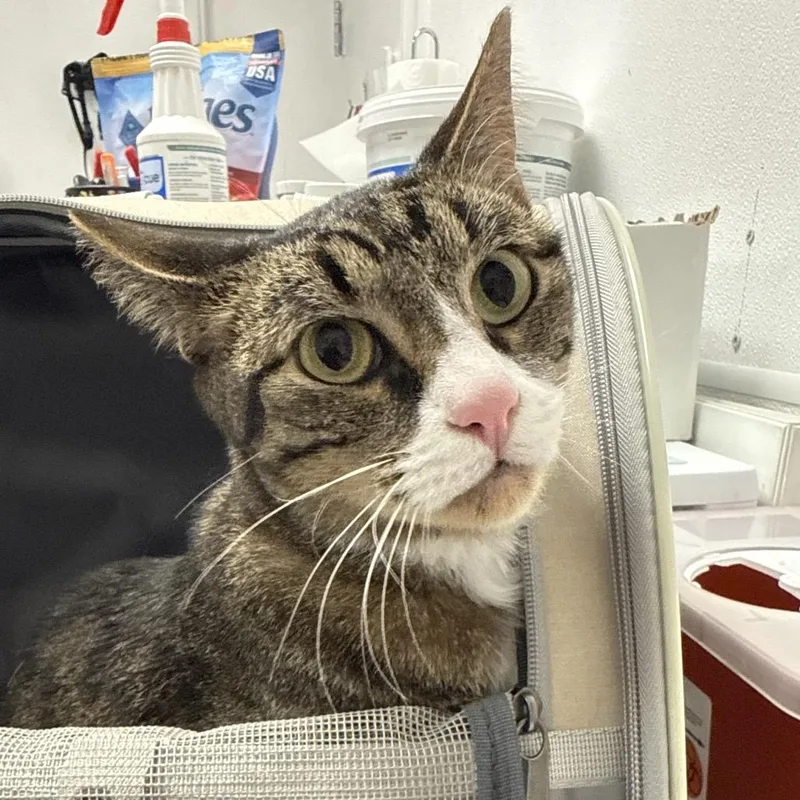 An adult medium-sized male Brown / Chocolate Domestic Short Hair cat named (Toastu) for adoption in Henderson, NV