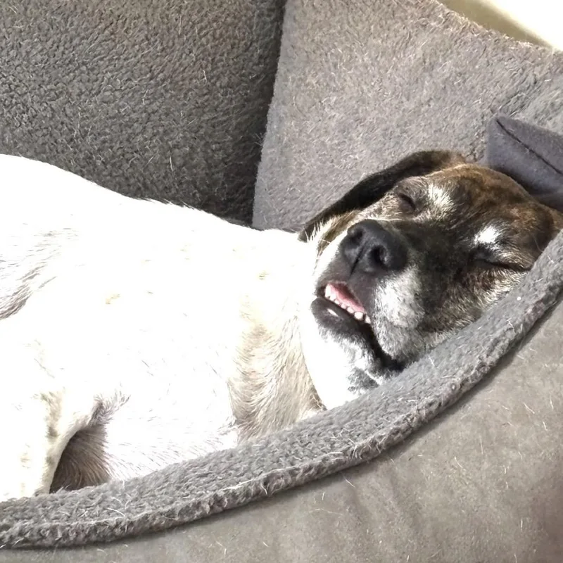 A senior medium-sized female White / Cream Hound dog named Willow for adoption in Alexandria, VA