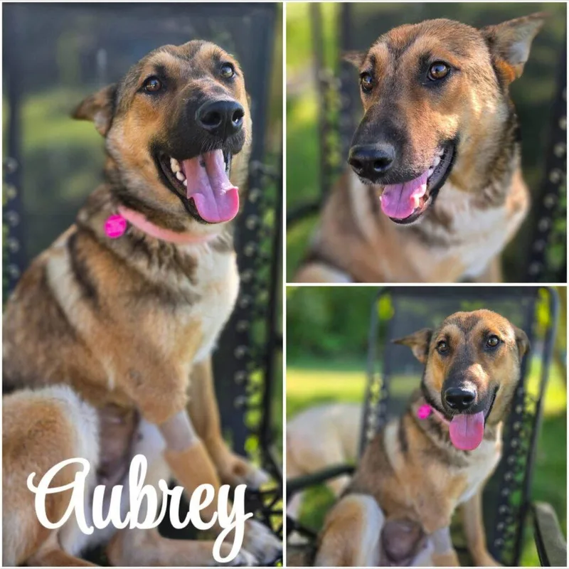 An adult medium-sized female German Shepherd Dog dog named Aubrey for adoption in Red Hook, NY