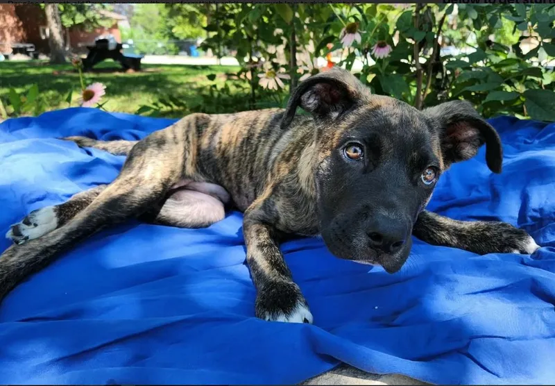 A baby large-sized male Boxer dog named Doug for adoption in Chicago, IL