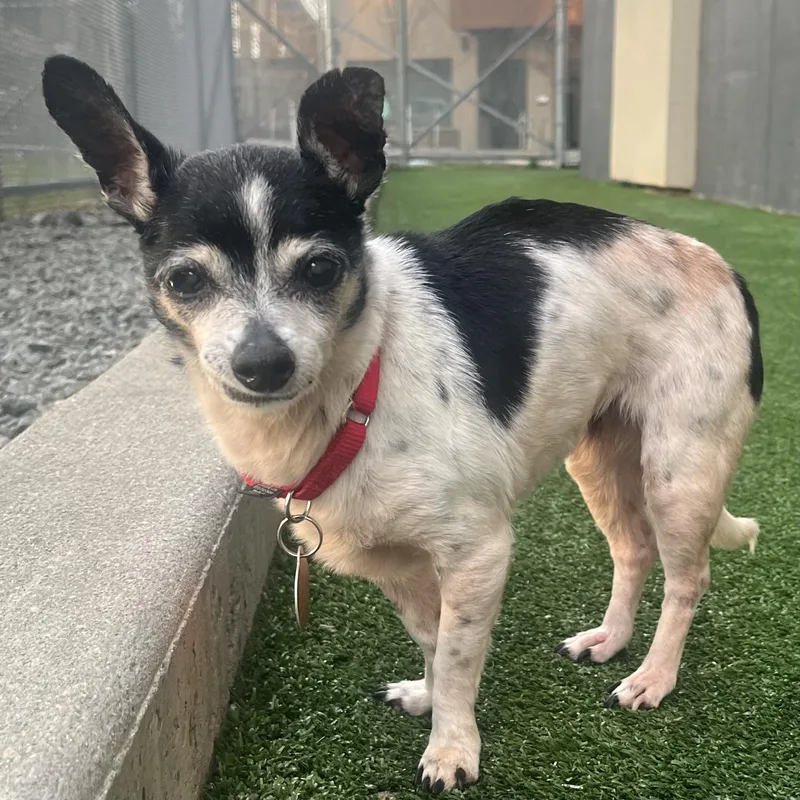 A senior small-sized female Black Chihuahua dog named Pixie for adoption in Brooklyn, NY