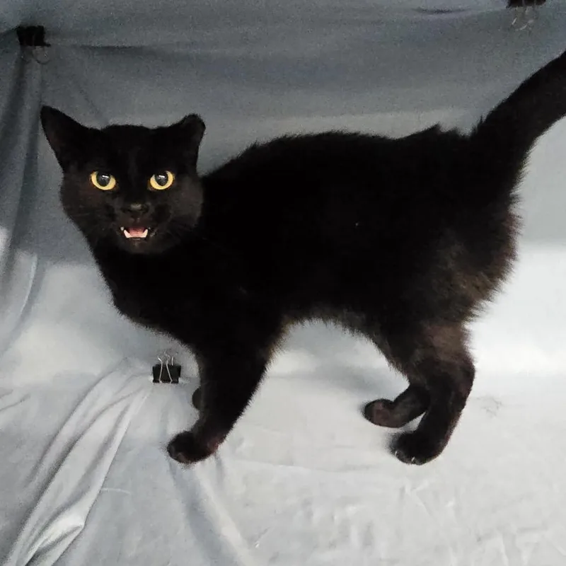 An adult medium-sized female Black Domestic Short Hair cat named Annie Bannani for adoption in Eaton Rapids, MI