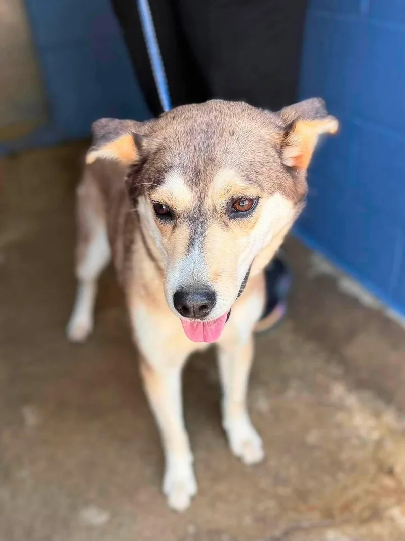 An adult medium-sized female Brown / Chocolate Mixed Breed dog named Jezzy Belle for adoption in Leitchfield, KY