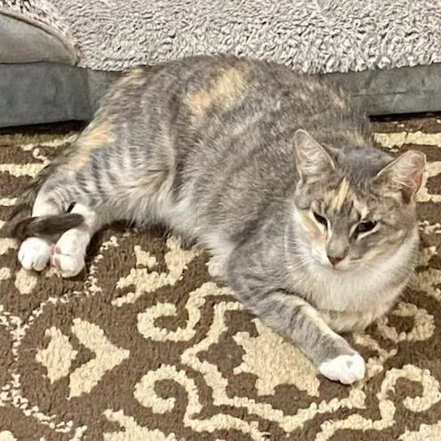 A young medium-sized female Tortoiseshell Domestic Short Hair cat named Lavender for adoption in Jupiter, FL