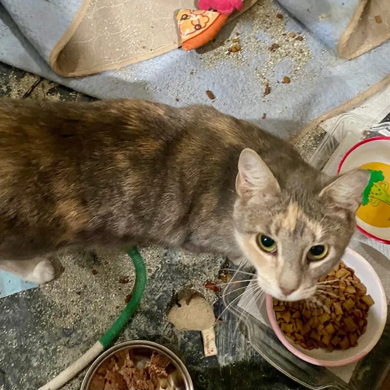 Lavender thumbnail 2