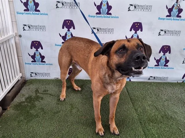 An adult large-sized male German Shepherd Dog dog named Woody for adoption in Orlando, FL
