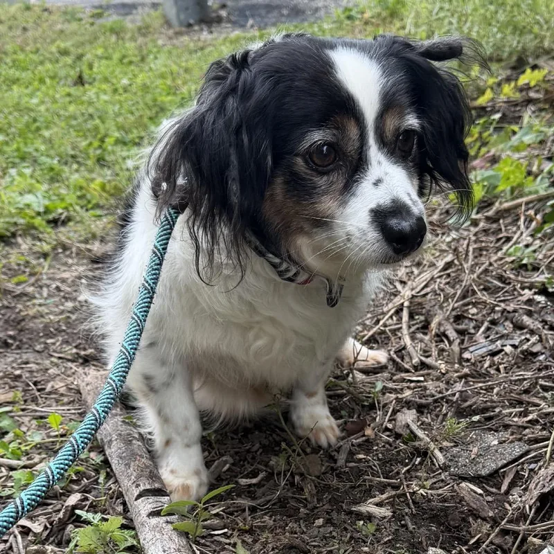 A senior small-sized female Black Pomeranian dog named Sugar for adoption in Perkiomenville, PA