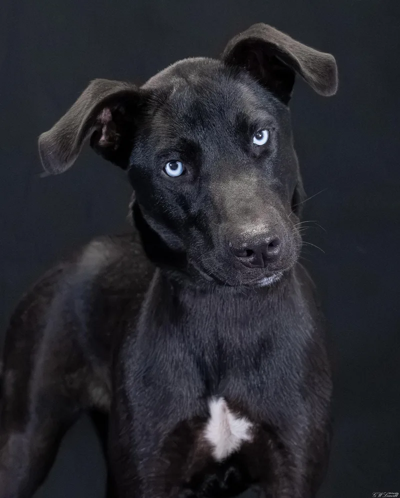 A baby medium-sized male Husky dog named Hank Williams for adoption in BONIFAY, FL