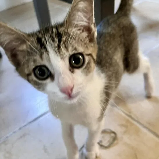 A baby small-sized female Brown / Chocolate Domestic Short Hair cat named Beach Ball Betty for adoption in Eaton Rapids, MI