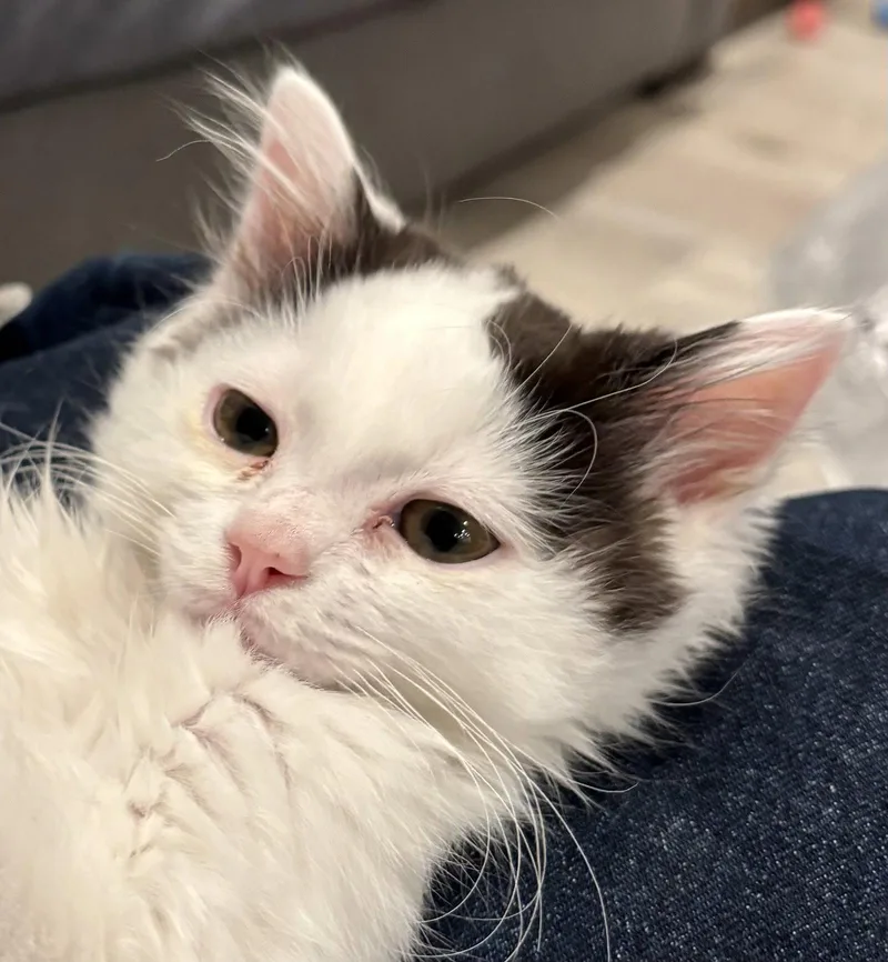 A baby medium-sized male Domestic Medium Hair cat named Dobby for adoption in Antioch, CA